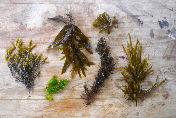 seaweed8