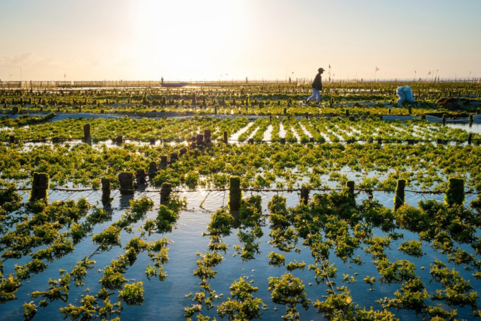 seaweedfarming