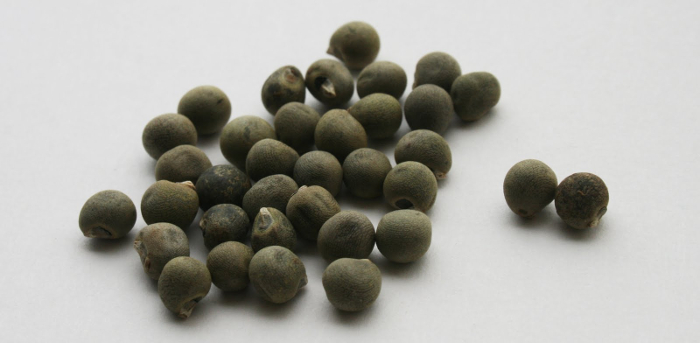 seed
