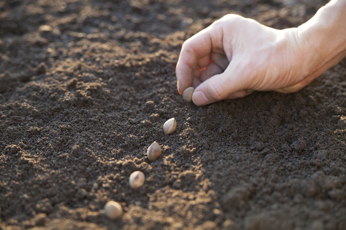 seed