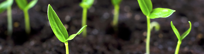 seedling