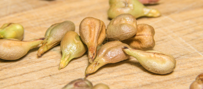 seeds