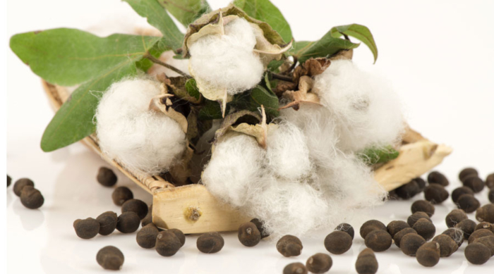 seeds