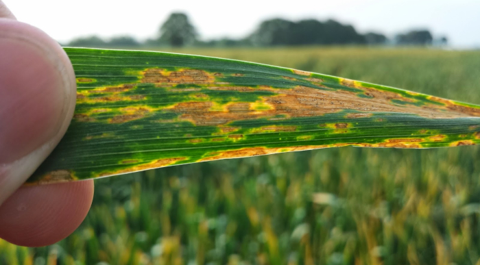 septoria 1
