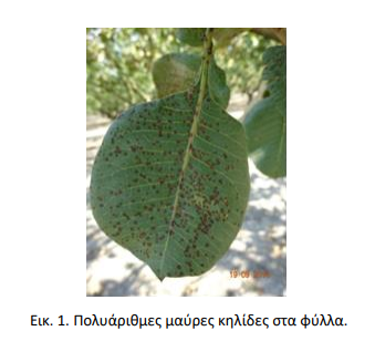septoriosi fistikias