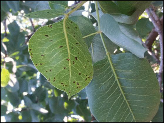 septoriosi fystiki