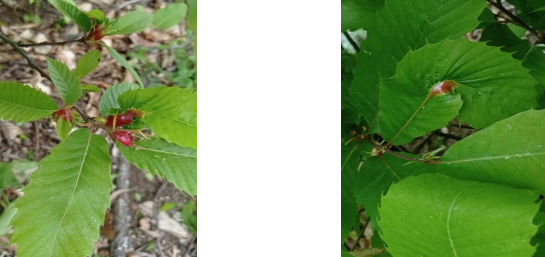 sfika kastanias