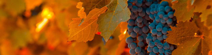shutterstock 56091079 PSC5 1250x328