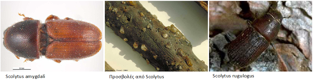 skolytes amygdalia