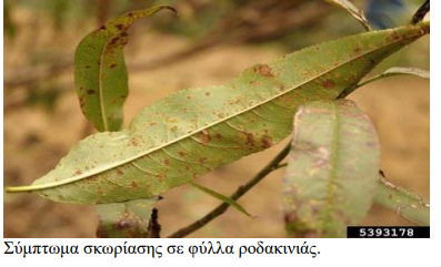 skoriasi rodakinias