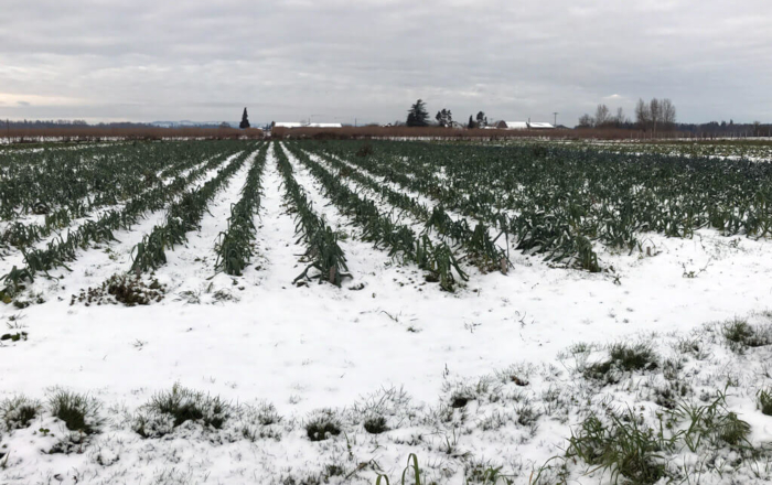 snowycrop1