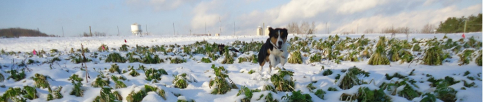 snowycrop 4