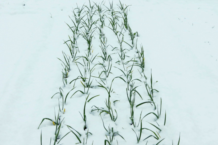 snowycrop 6