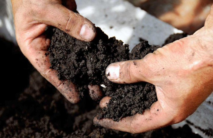 soil and plant therapy1