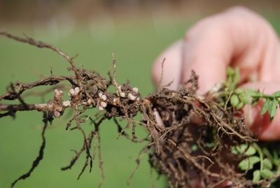 soil inoculation 2