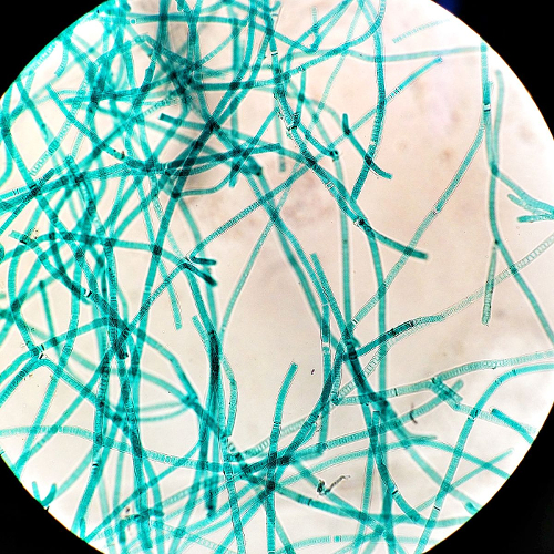 soilbacteria1