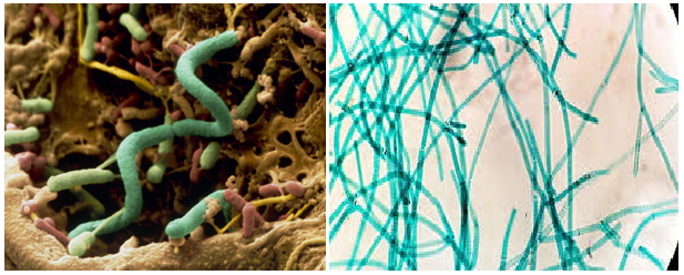 soilbacteria 