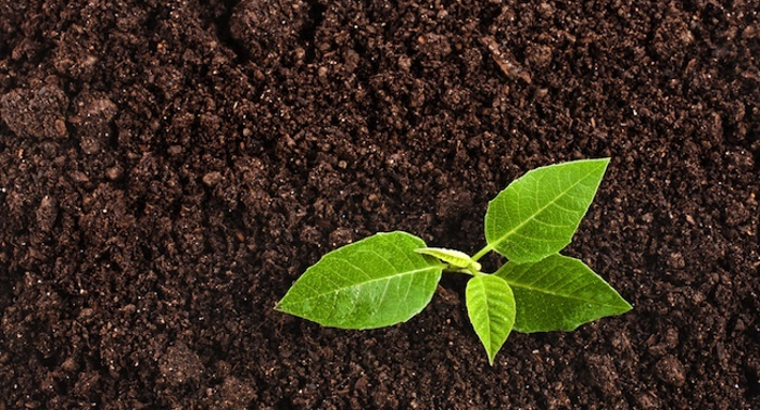 soiltype9