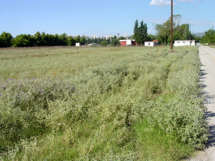 sola1 0