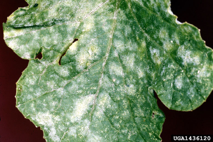 sphaerothecafulinginea