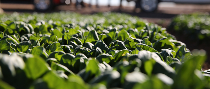 spinach6