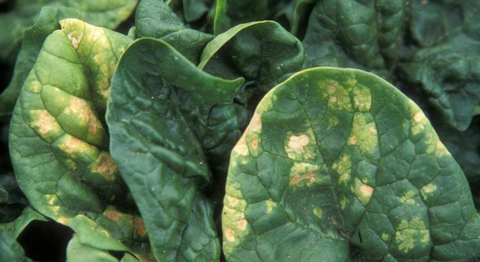 spinachperonospora