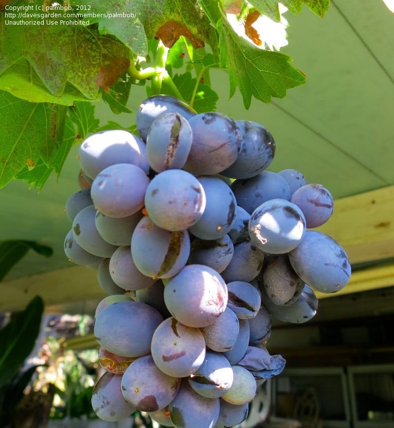splitgrape5