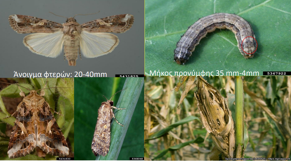 spodoptera