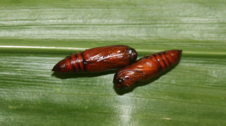 spodoptera 1