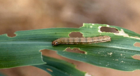 spodoptera 2