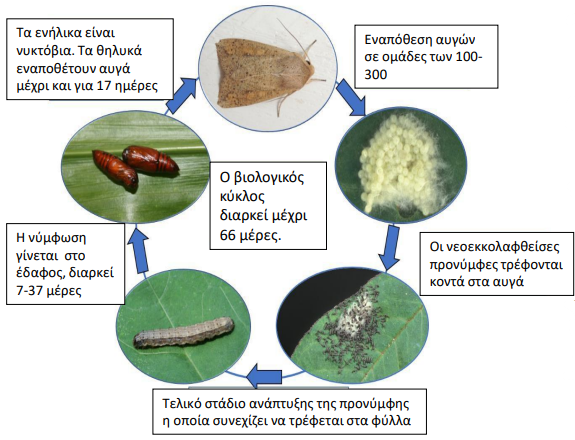 spodoptera 35