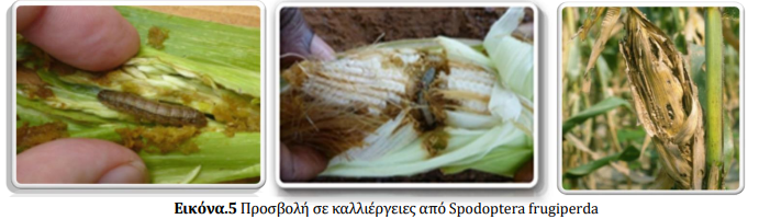 spodoptera 5