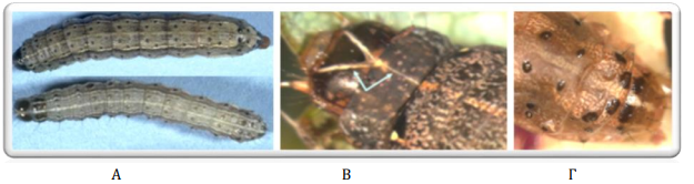 spodoptera 6