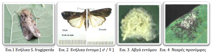 spodoptera frugiperda