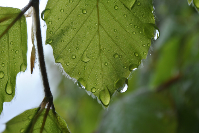 sprayed plant