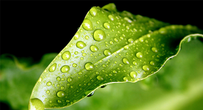 sprayedplant2