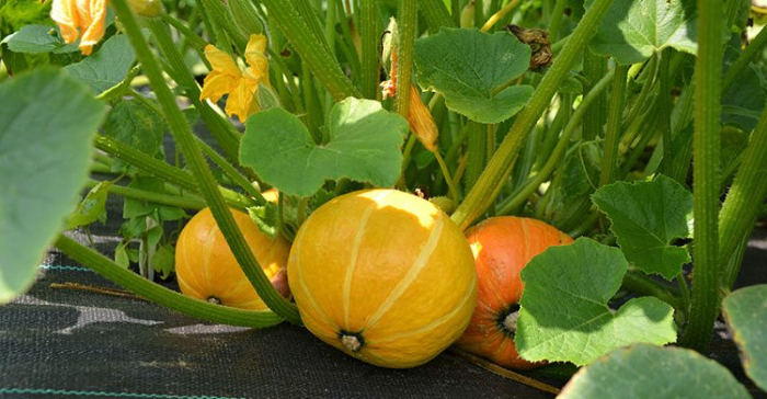 squash
