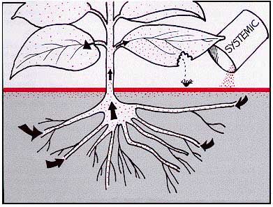 ssystemicpesticide
