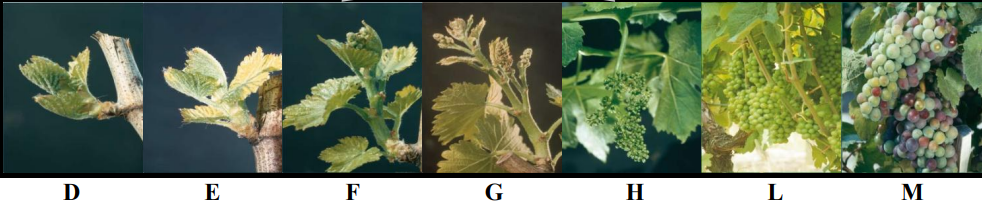 stadia anaptixis ampeli meta to trigo
