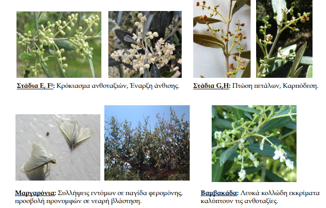 stadia anthisis elias