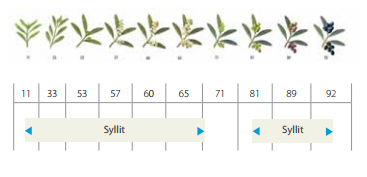 stoxos syllit elia