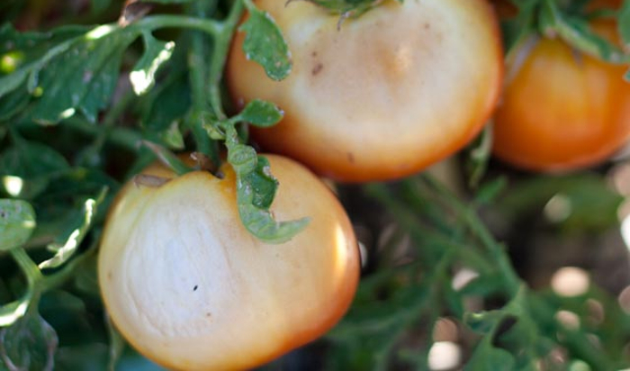 sunburn tomatoes