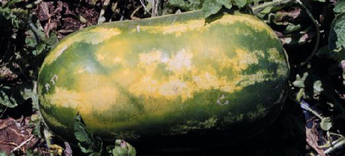 sunburned watermellon