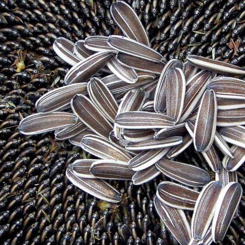 sunflower seed