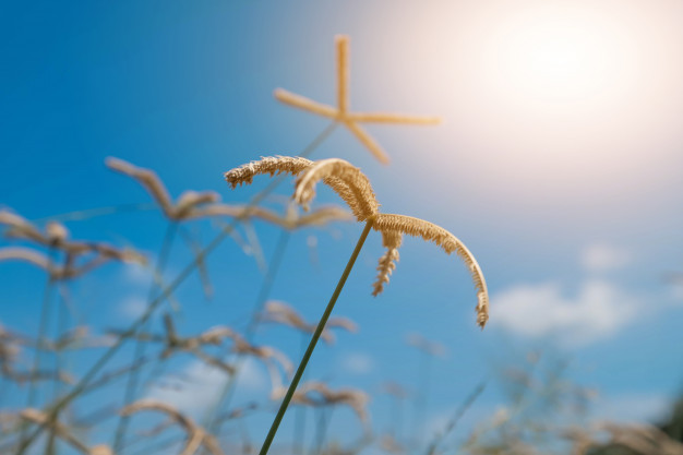 sunray2