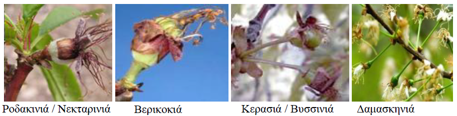 sxisimo ptwsh kalyka