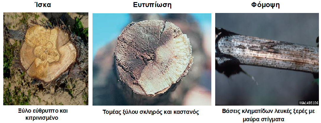 symptwmata