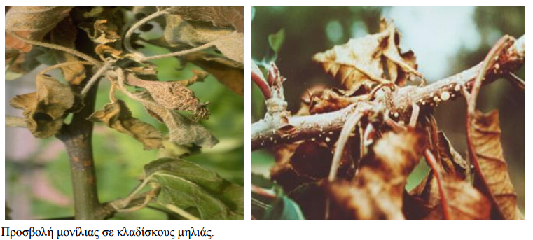 symptwmata monilias