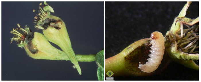 symptwmata oplokamph axladias