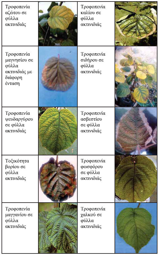 symptwmata trofopeniwn aktinidias